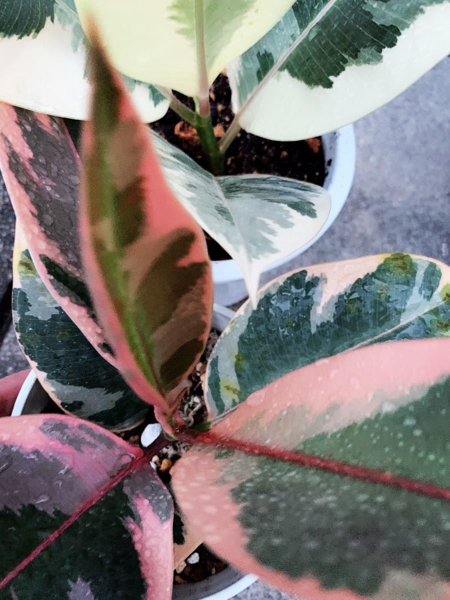 フィカス　ティネケ　フィカスルビー　斑入りゴムの木セット 人気観葉植物