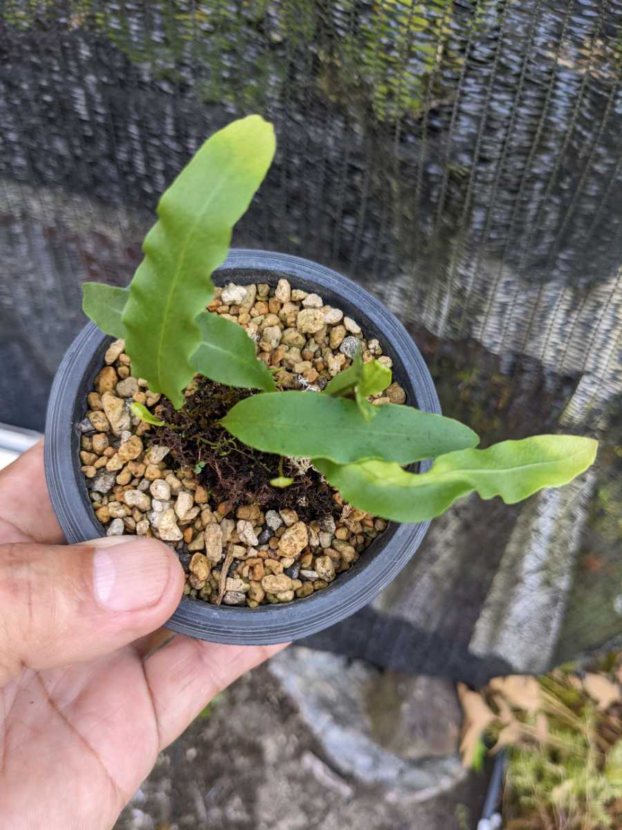 山野草 観葉植物 シダ植物 ホテイシダ 盆栽 1鉢 22 盆栽 山野草 観葉植物 シダ植物 ホテイシダ 盆栽 1鉢 22 盆栽