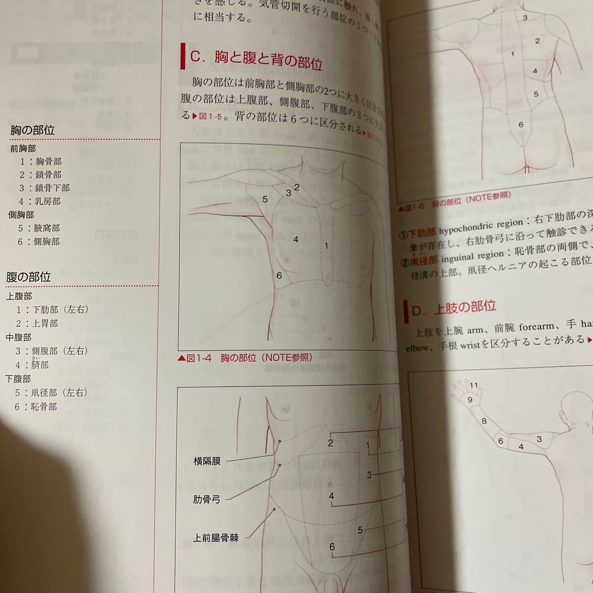 解剖生理学 （新クイックマスター） （改訂２版） 竹内修二／著