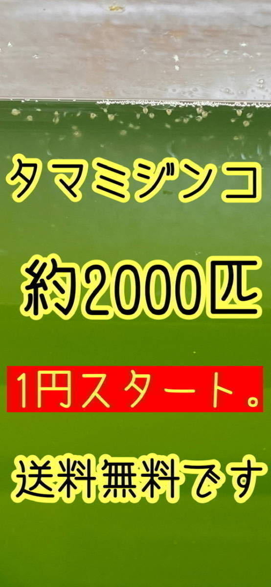 1円スタートです。数量限定です　送料無料。元気なタマミジンコです。金魚、メダカの活エサにどうですか？_画像1