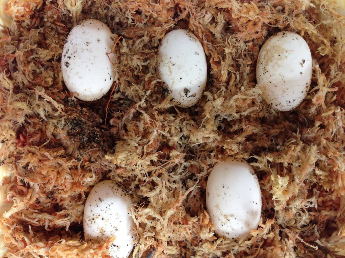 純血種子島産 ニホンイシガメ 【ひび割れまだ 孵化寸前 有精卵1 純血種子島産 ニホンイシガメ 【ひび割れまだ 孵化寸前 有精卵1