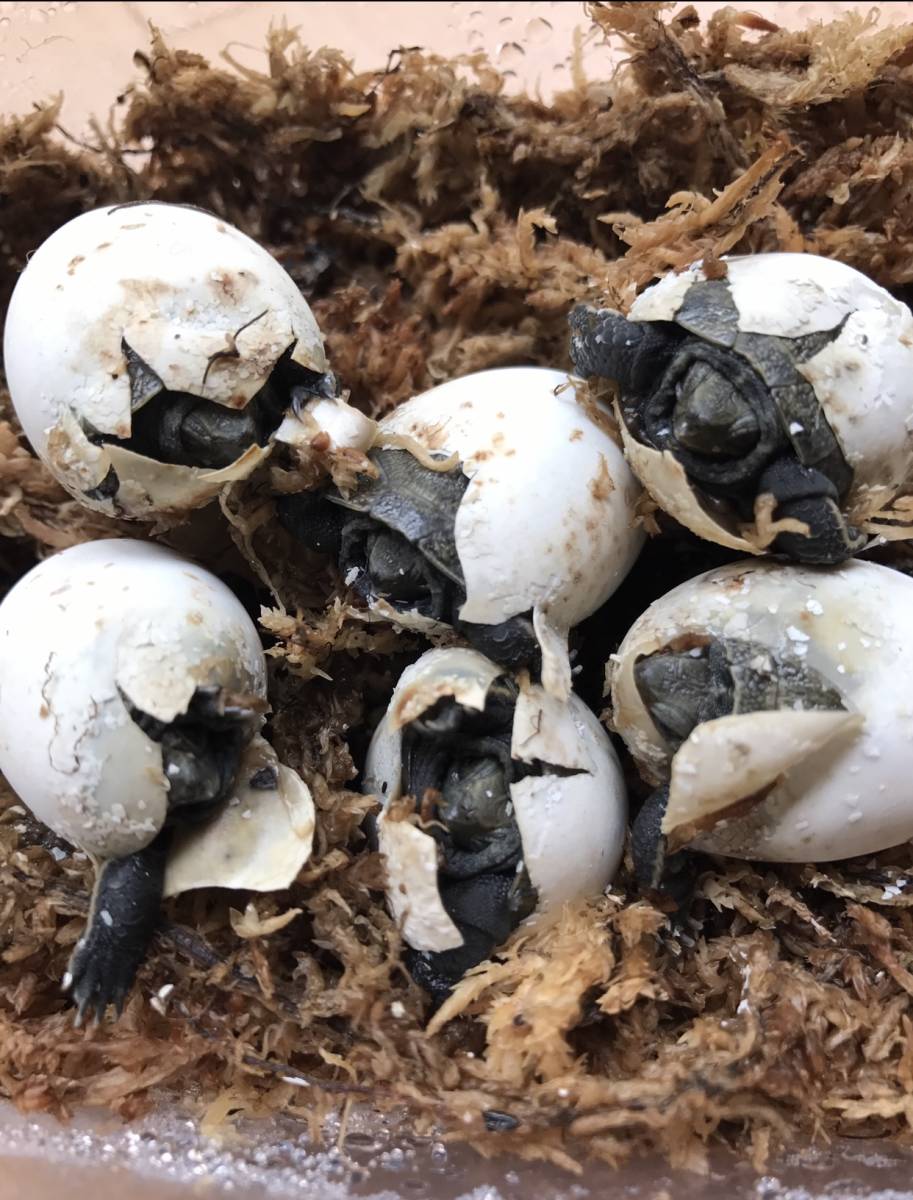純血種子島産 ニホンイシガメ 【ひび割れまだ 孵化寸前 有精卵1 純血種子島産 ニホンイシガメ 【ひび割れまだ 孵化寸前 有精卵1