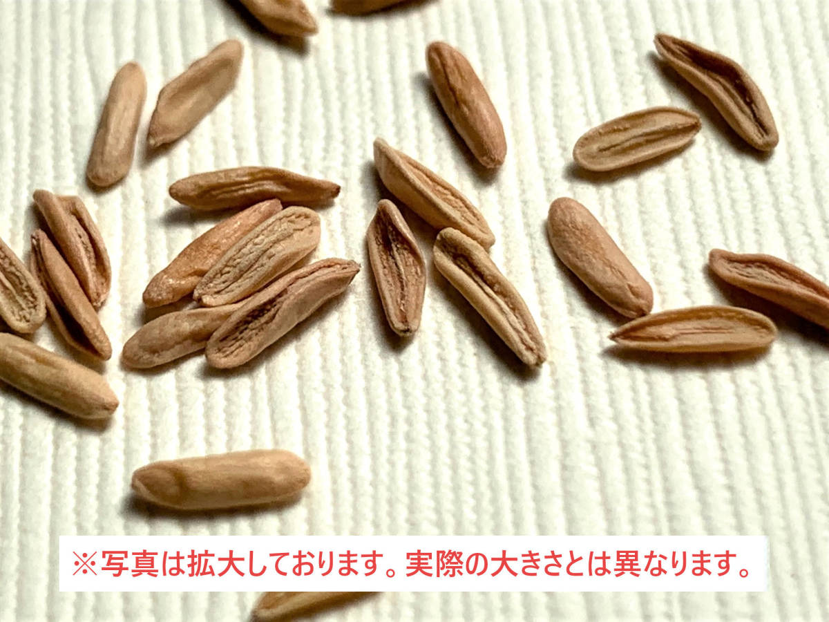 トラスト パキポディウム グラキリス 種子100粒 グラキリウス 象牙宮