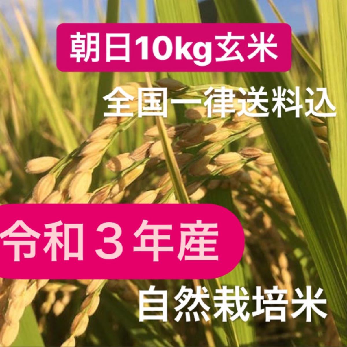 令和4年岡山県産 低農薬『れんげ緑肥栽培』『朝日米』玄米10キロ 送料