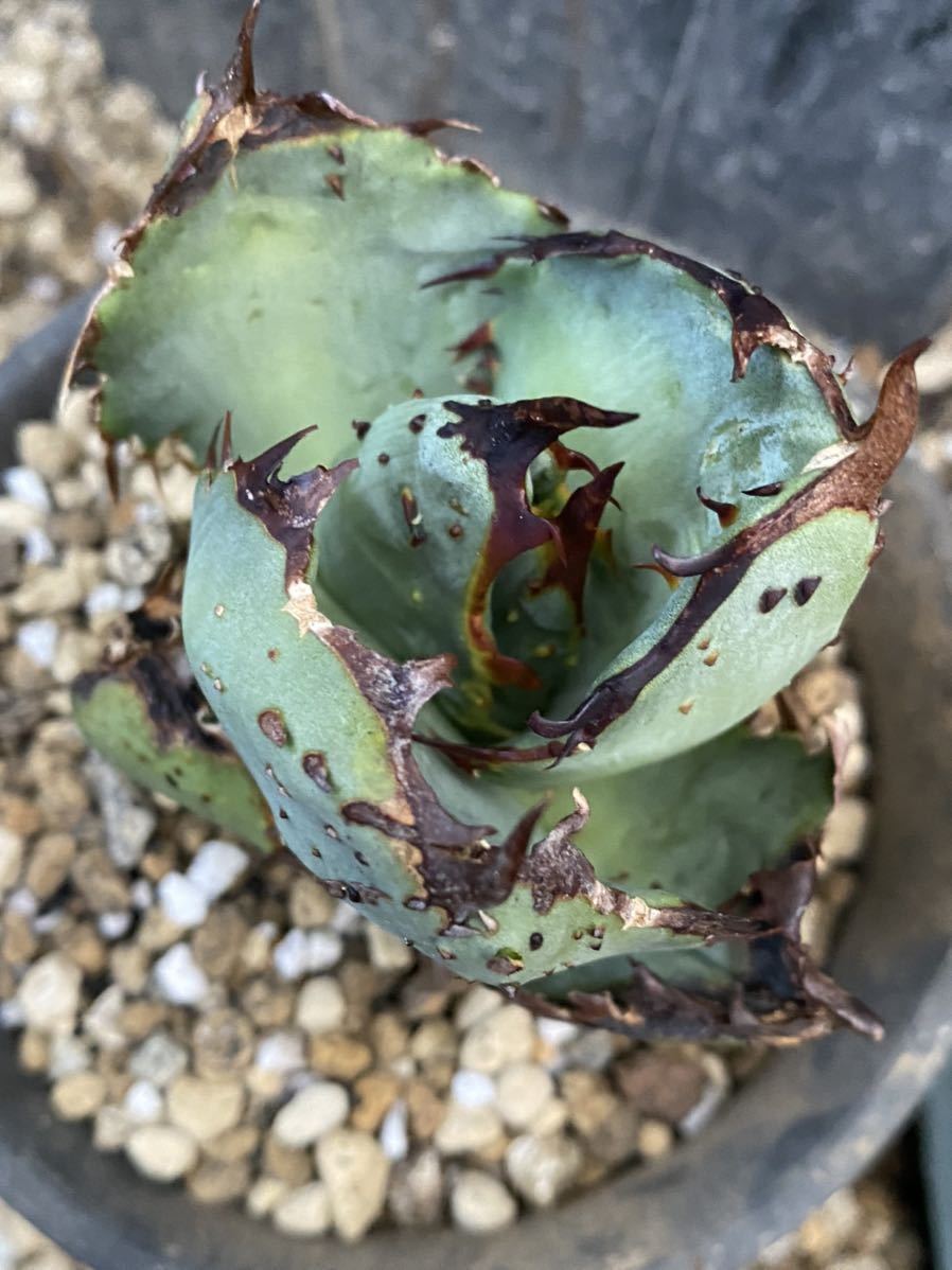 Agave titanota FO 222 PUP アガベ チタノタ bhajihub.com