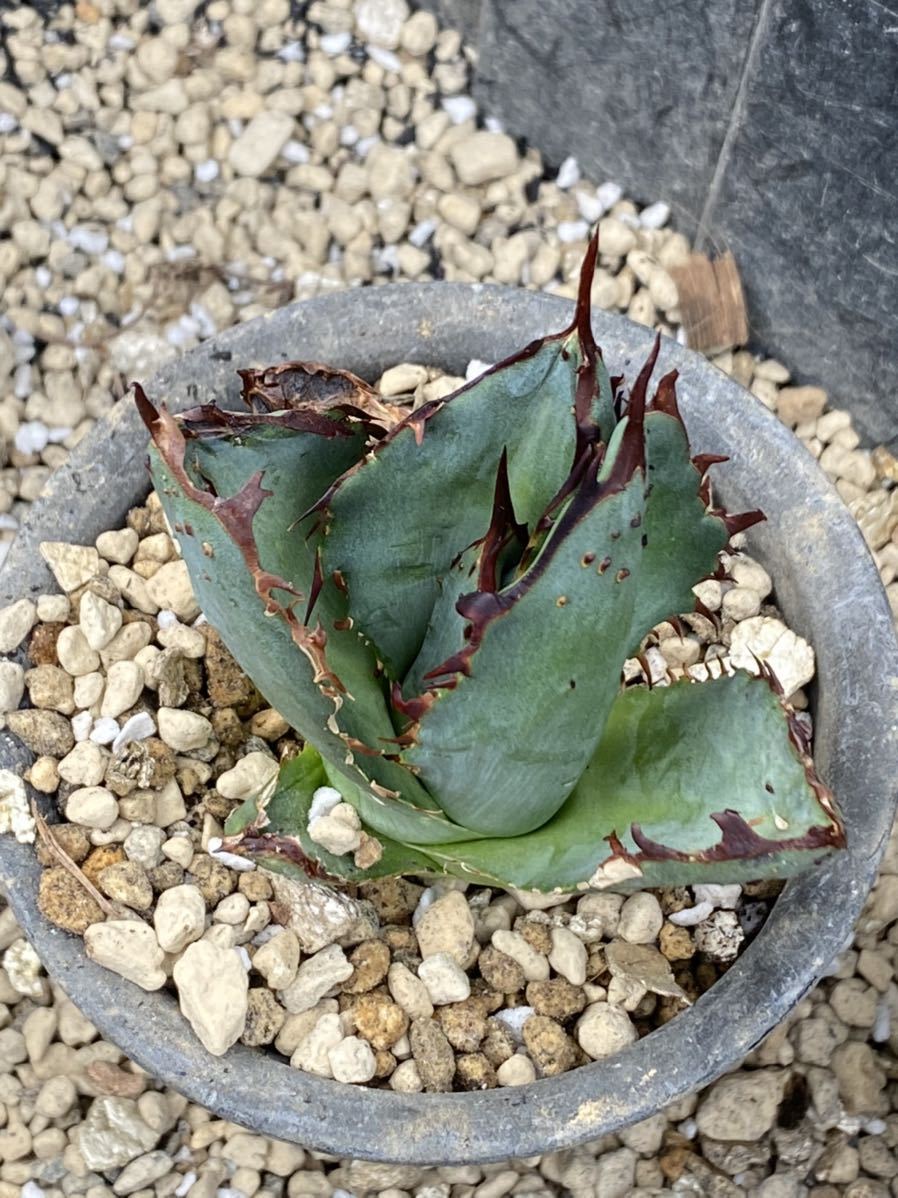 Agave titanota FO 222 PUP アガベ チタノタ strongrootsfitness.com