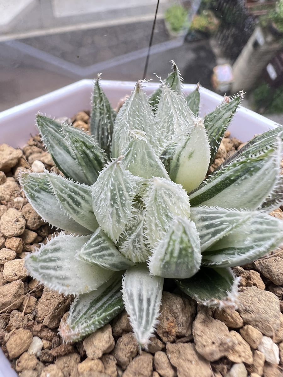 Yahoo!オークション - 多肉植物 ハオルチア 多肉植物 ハオルチア Yahoo!オークション - 多肉植物 ハオルチア 多肉植物 ハオルチア