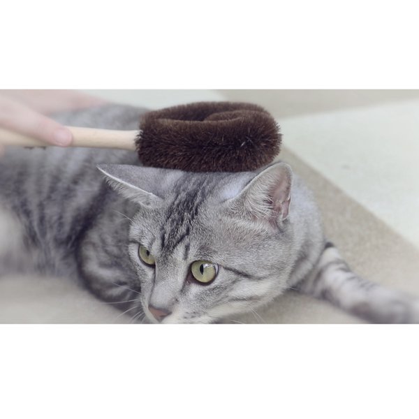  домашнее животное Pro * Wakayama Хайнань производства * таваси * кошка ... массаж & шерсть брать . щетка винт . type 