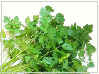 [ free shipping * organic * kind ] italian parsley 1.5 gram pesticide un- use 