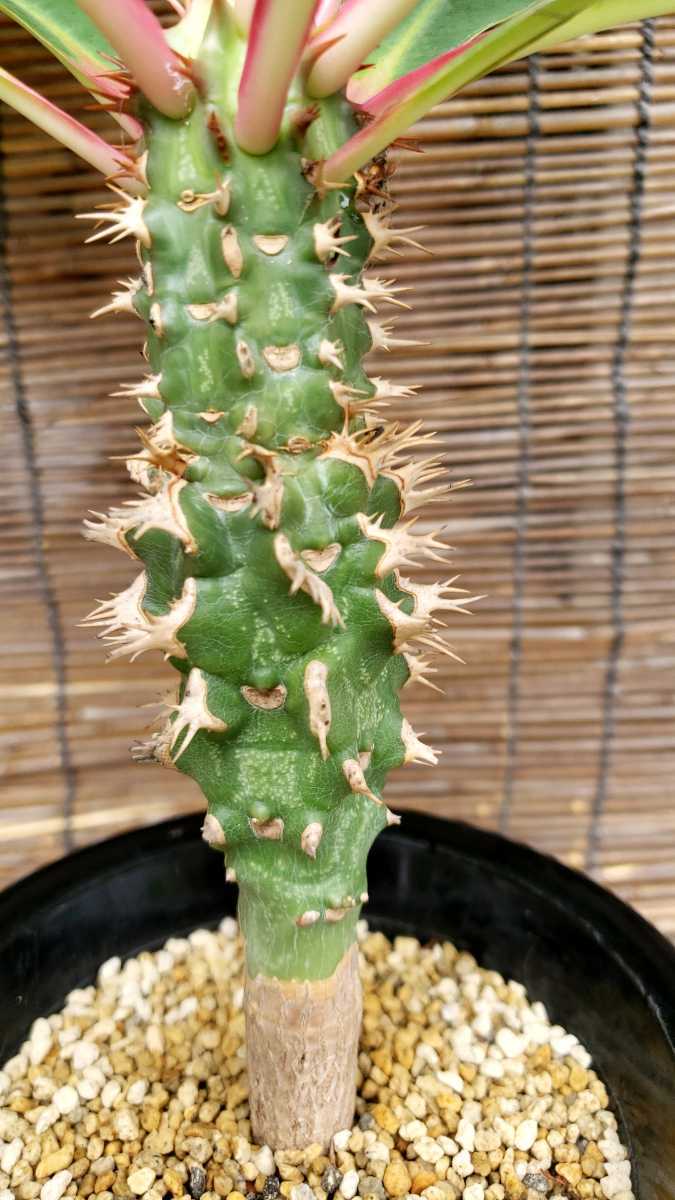 多肉植物 コーデックス 塊根植物 ユーフォルビア　ビクエリー　Euphorbia viguieri_画像4