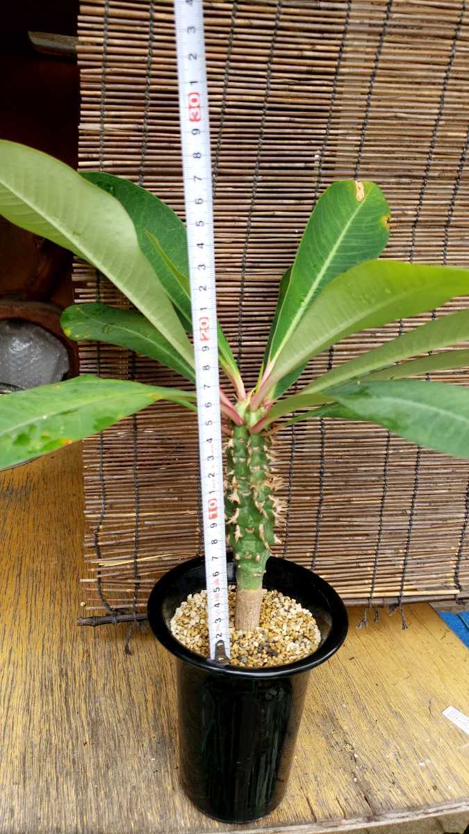 多肉植物 コーデックス 塊根植物 ユーフォルビア　ビクエリー　Euphorbia viguieri_画像3