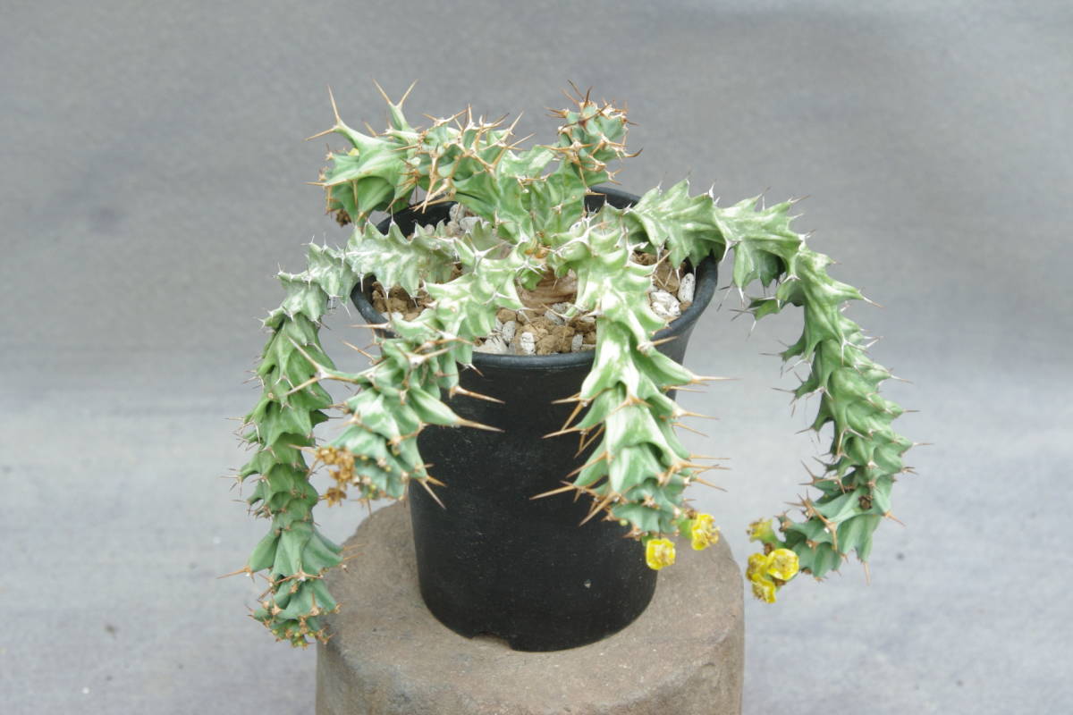 1円～　ユーフォルビア　トルチラマ　Euphorbia tortirama_画像1
