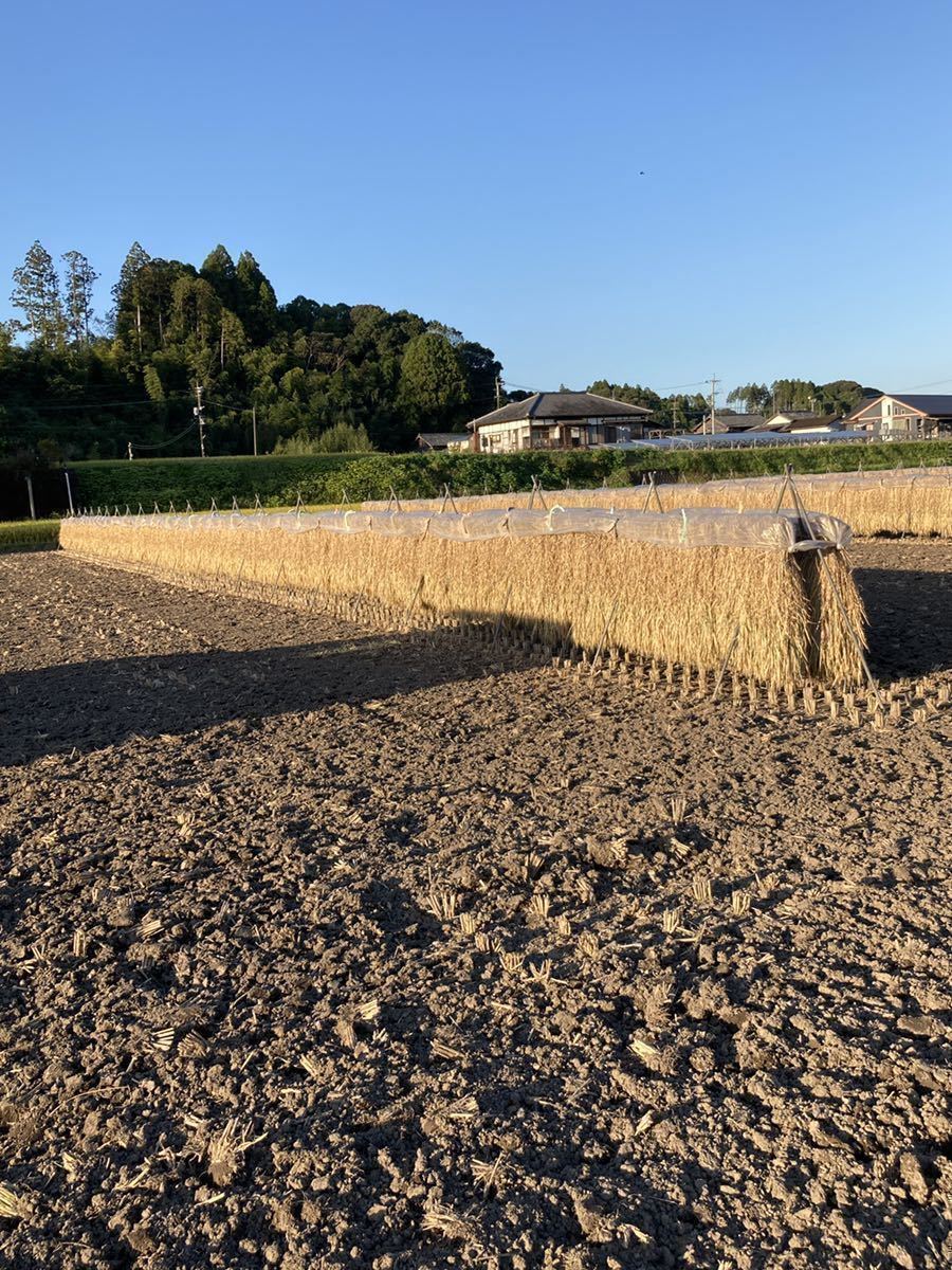 令和3年度宮崎県産 「ヒノヒカリ」 天日干し 白米 10kg 無洗米_画像3