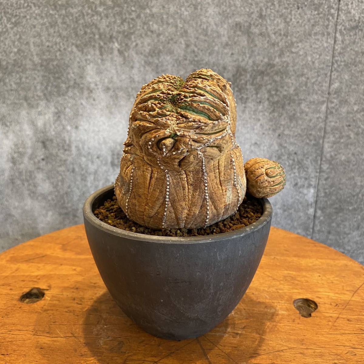 Euphorbia obesa ユーフォルビア オベサ 綴化 モンスト ① 3年管理株