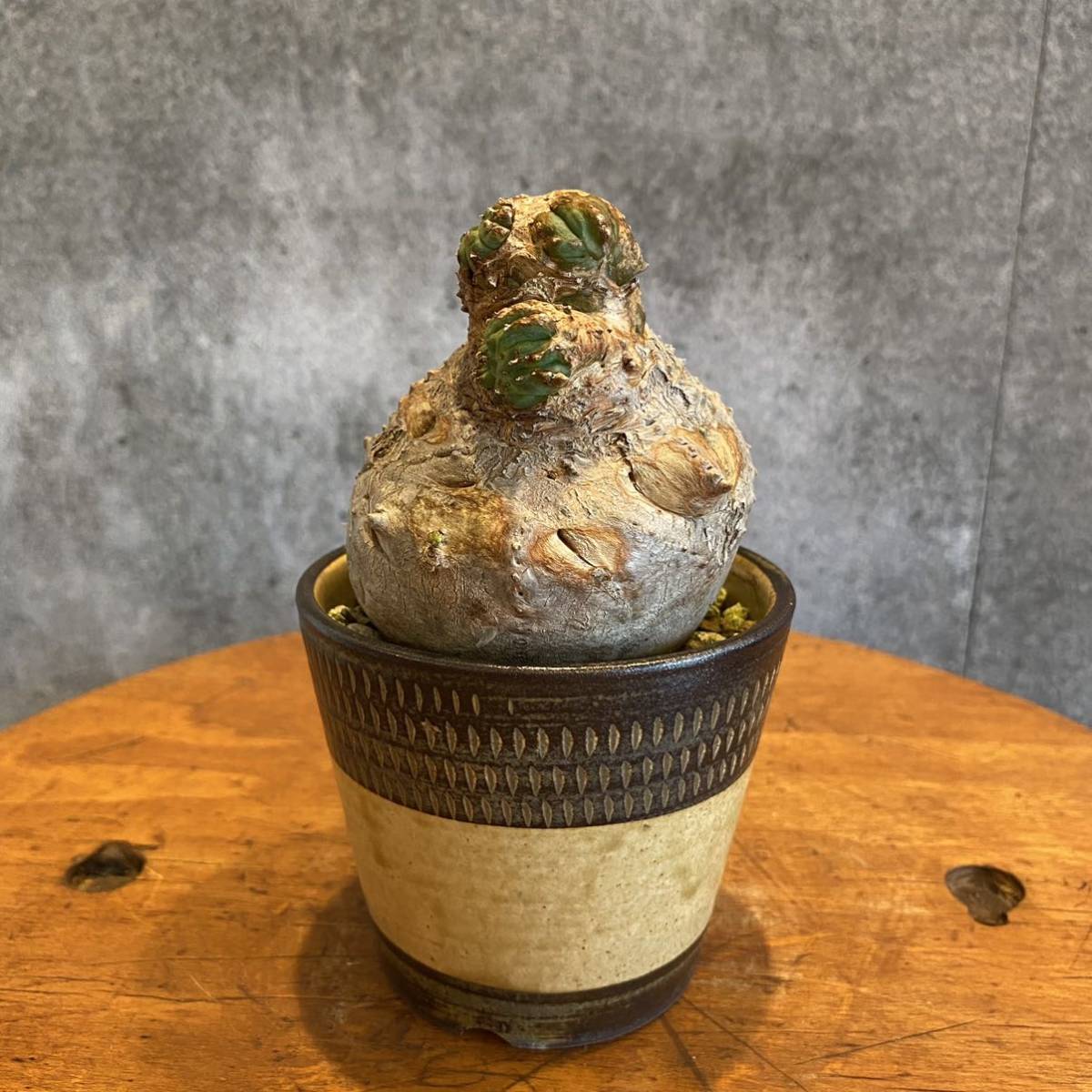 Euphorbia obesa ユーフォルビア オベサ 綴化 モンスト ② 3年管理株