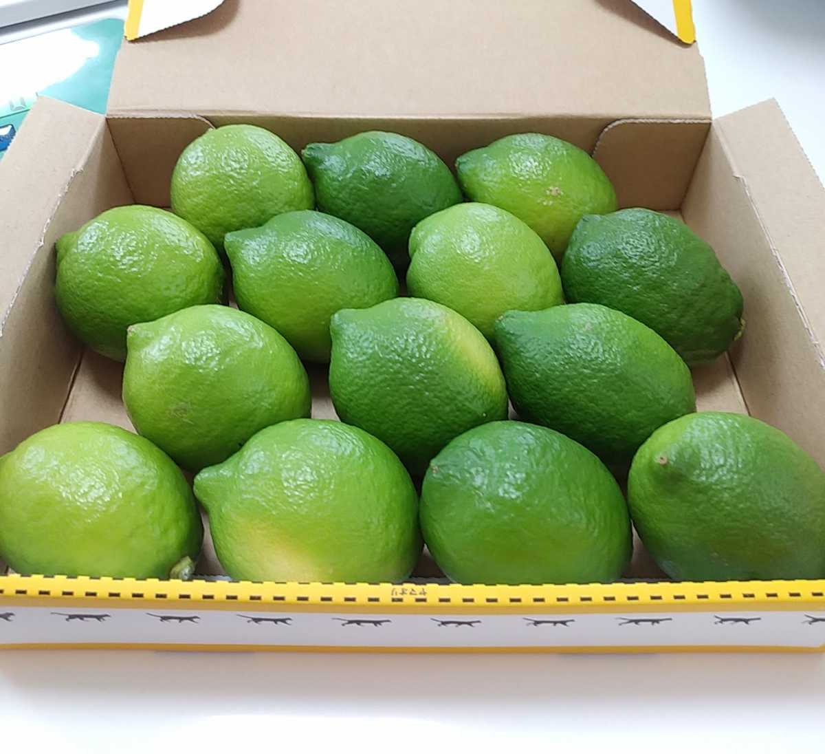 国産グリーンレモン 小玉1.1kg 通販