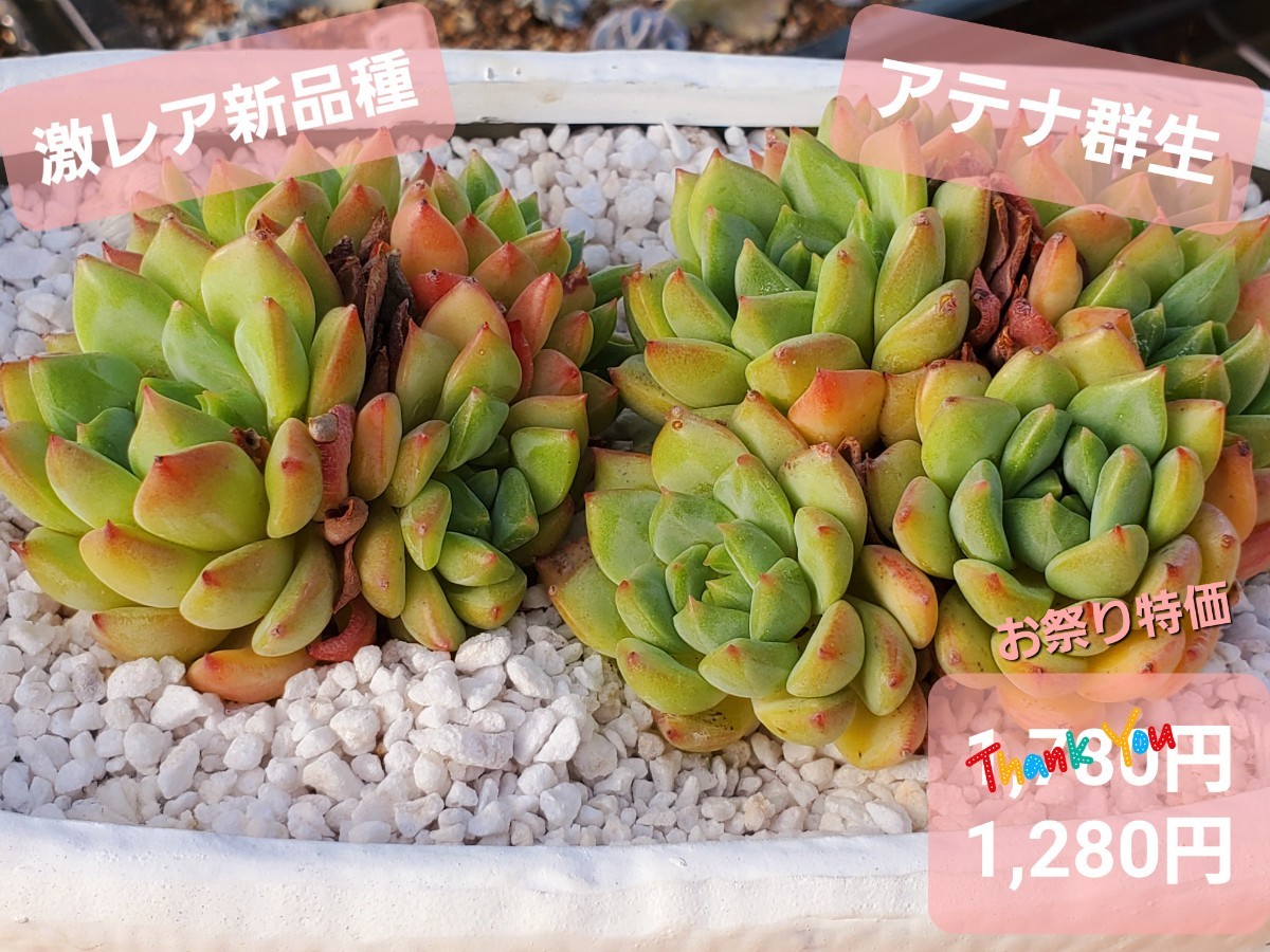 アテナ群生 激レア新品種 エケベリア 多肉植物 韓国苗|Yahoo アテナ群生 激レア新品種 エケベリア 多肉植物 韓国苗|Yahoo