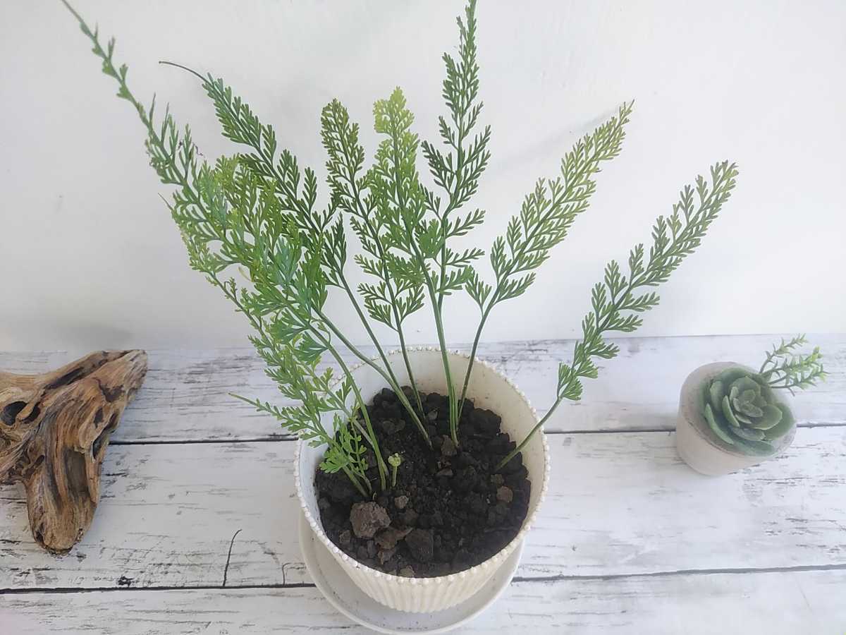 超特価sale開催 ヒノキシダ シダ植物 パルダリウム ビバリウム テラリウム 観葉植物 ガーデニング シェードガーデン 着生 羊歯 山野草 Www Direcauto Net 超特価sale開催 ヒノキシダ シダ植物 パルダリウム ビバリウム テラリウム 観葉植物 ガーデニング シェードガーデン 着生 羊歯 山野草 Www Direcauto Net