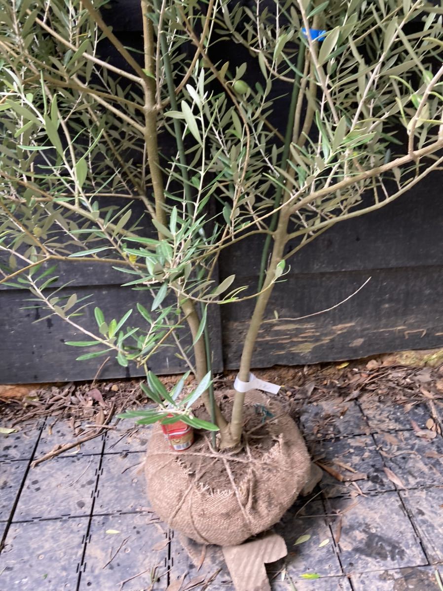 1 オリーブの木 ネバティロブランコ mariodischia.com