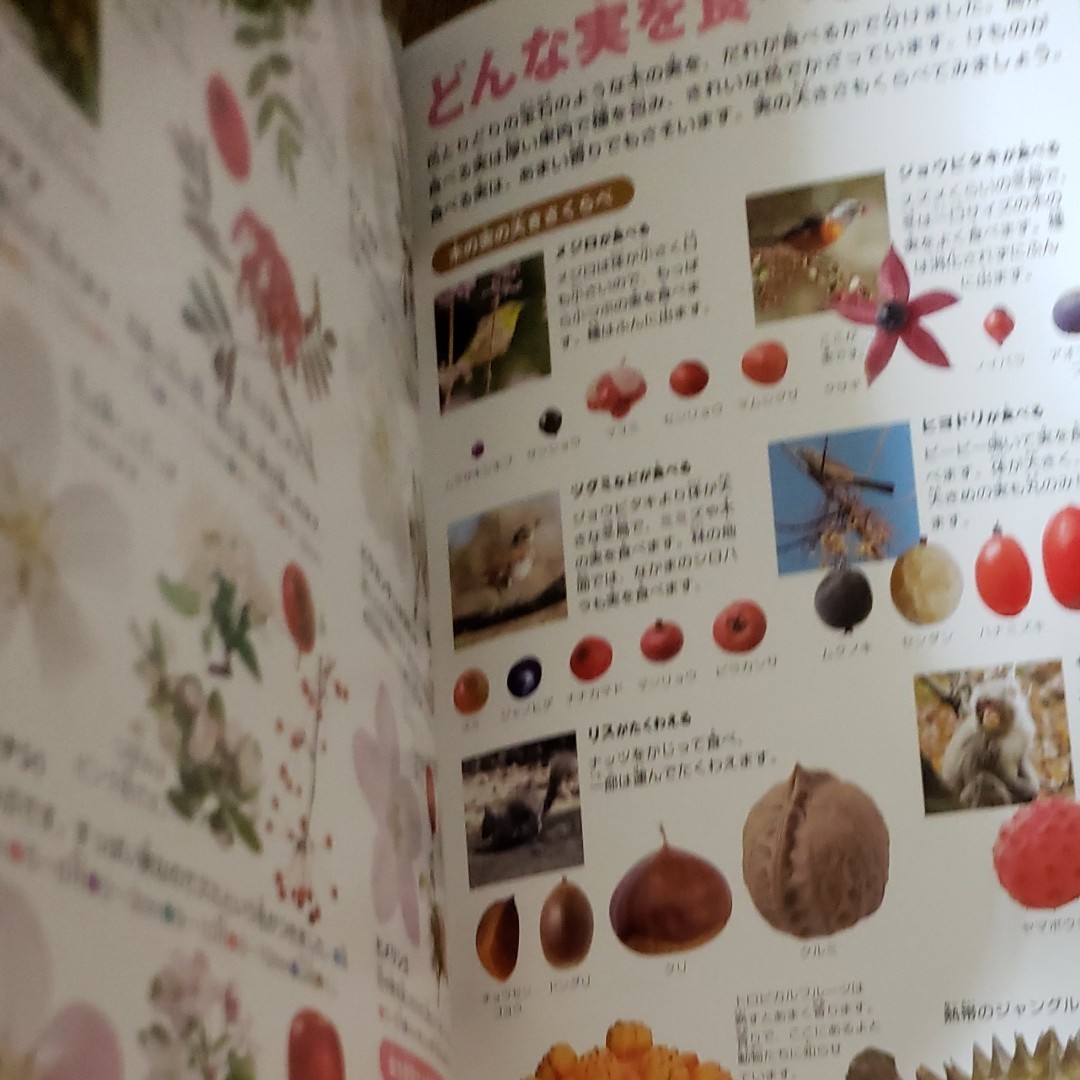 小学館の図鑑NEO花　DVD無し