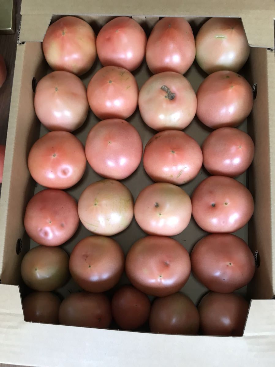 四国　愛媛県　久万高原産 標高約700m農家直送美味しいハウストマト(ヒナタ)一箱約4kg Ｂ級品　朝取り収穫　　　　　　当日発送します_画像7