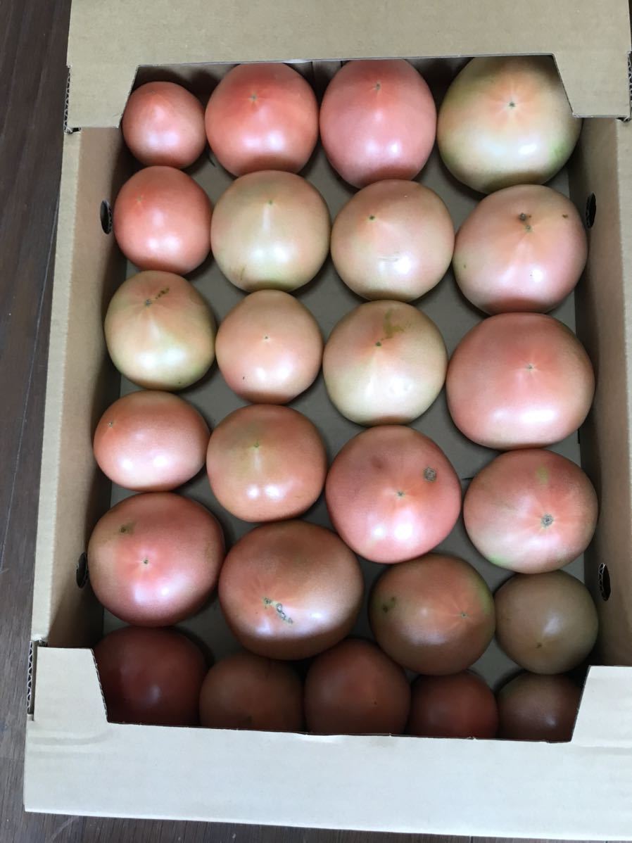 四国　愛媛県　久万高原産 標高約700m農家直送美味しいハウストマト(ヒナタ)一箱約4kg Ｂ級品　朝取り収穫　　　　　　当日発送します_画像6