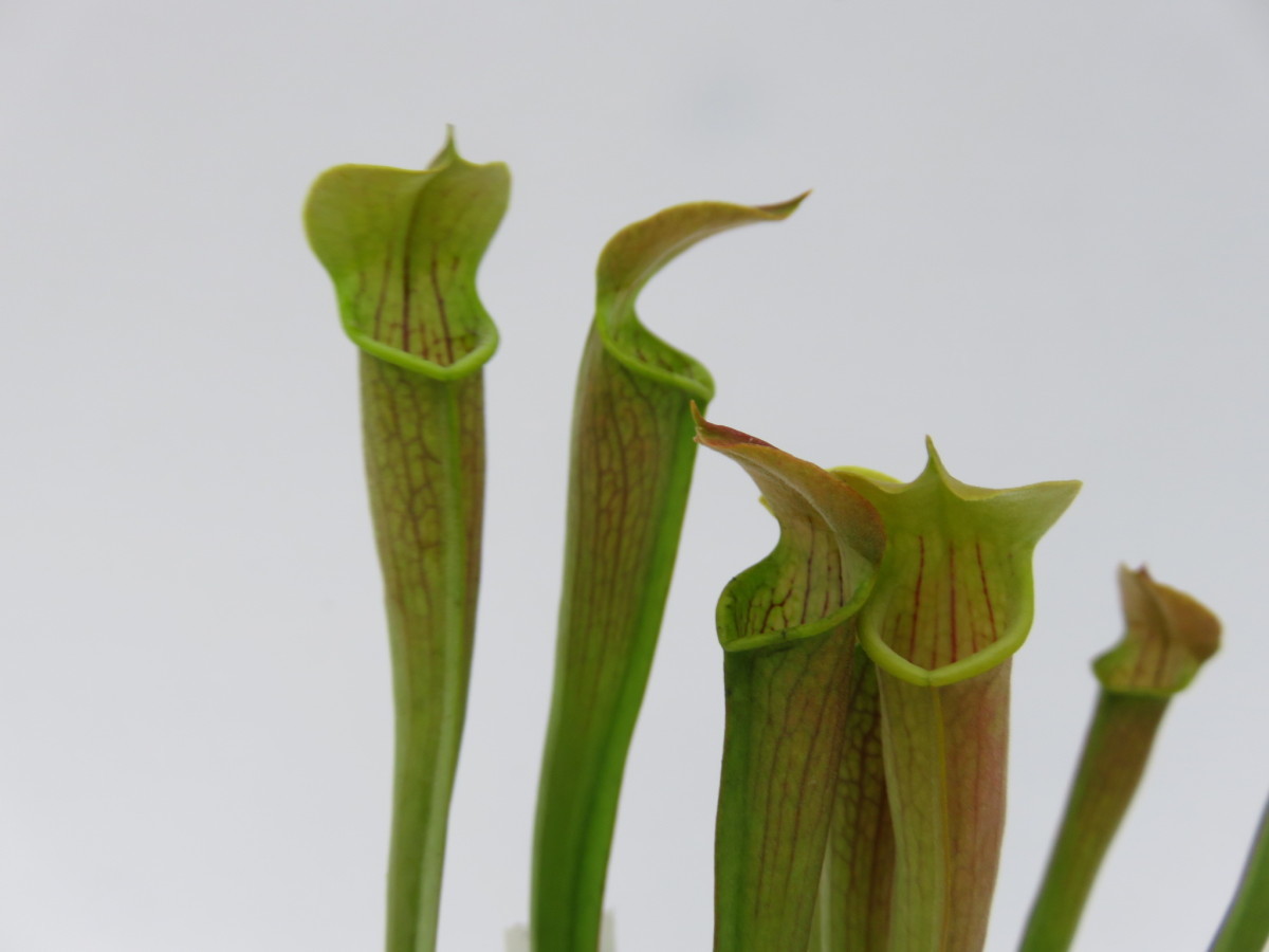 Sarracenia Rubra 2 5または3号 Wherry サラセニア 一正園 食虫植物 21年最新入荷 Wherry