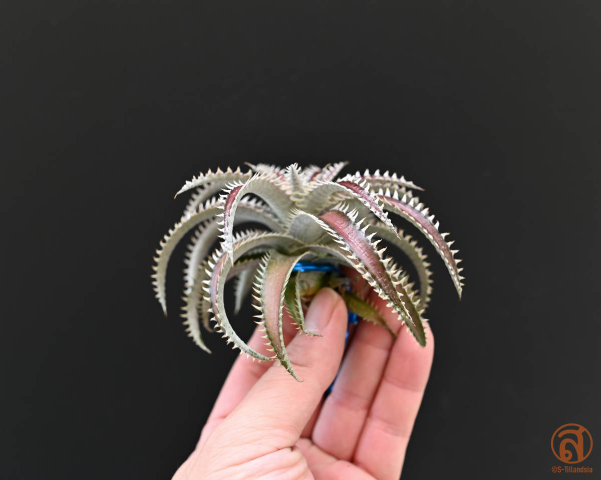 S-Dyckia -ディッキア-27-Marathon x 4JOS xxx 1-2_画像2