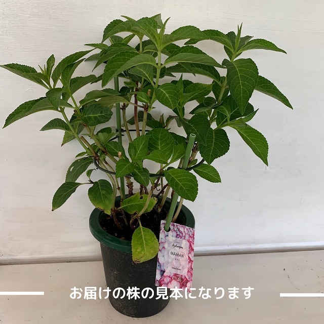 ●アジサイ●【花終わり】　ママン　あじさい　紫陽花　5号鉢　鉢植えアジサイ_画像3