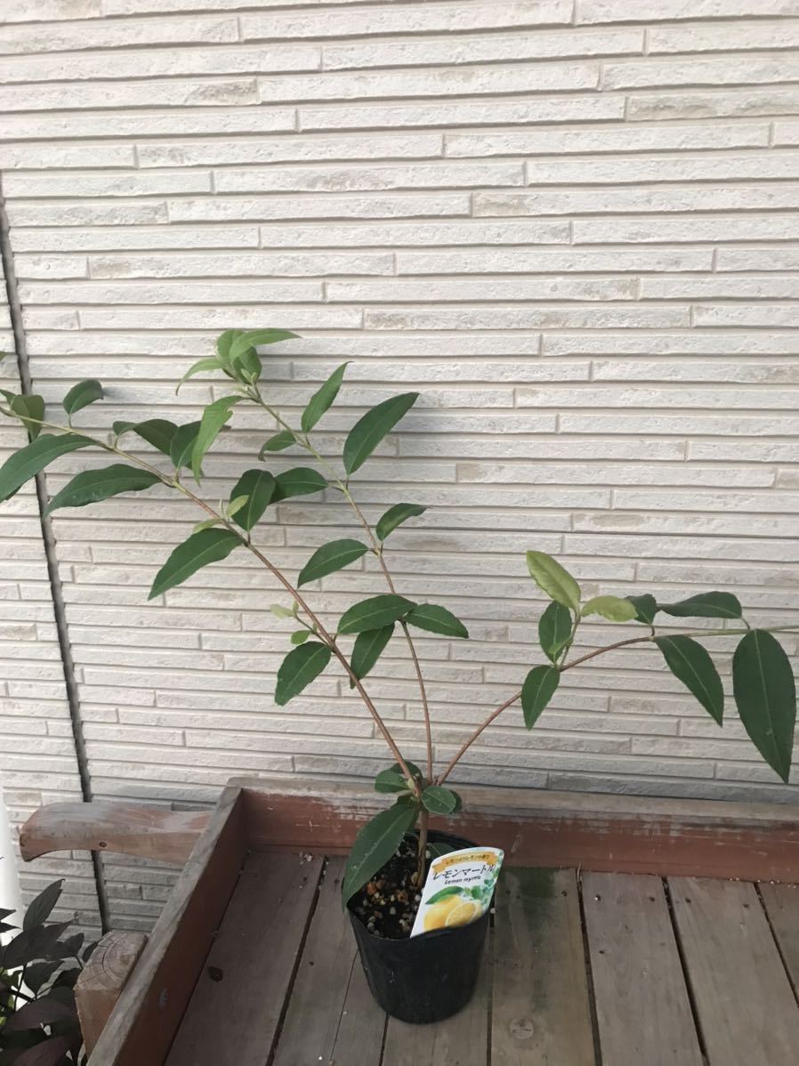 お見舞い レモンマートル ハーブティー や 虫除け にも 3 5号サイズ 4個まで送料そのまま オージープランツ Tripsters Tips お見舞い レモンマートル ハーブティー や 虫除け にも 3 5号サイズ 4個まで送料そのまま オージープランツ Tripsters Tips