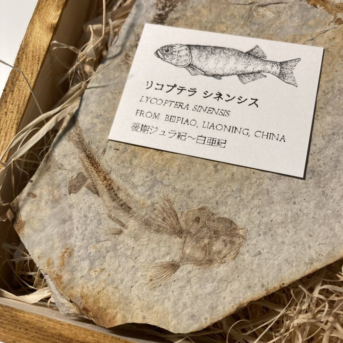 【本物】【３匹入り】リコプテラ シネンシス　魚化石 希少品【木箱付き】_画像2