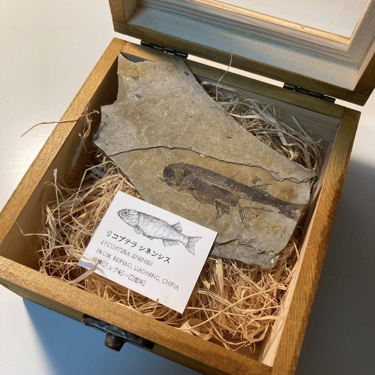 【本物】【木箱付き】リコプテラ シネンシス　魚 化石_画像2