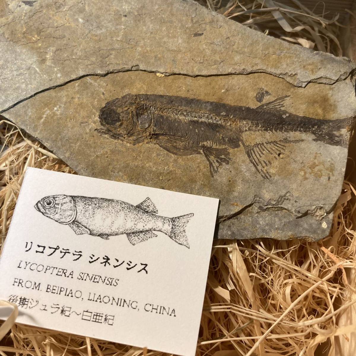 【本物】【木箱付き】リコプテラ シネンシス　魚 化石_画像1