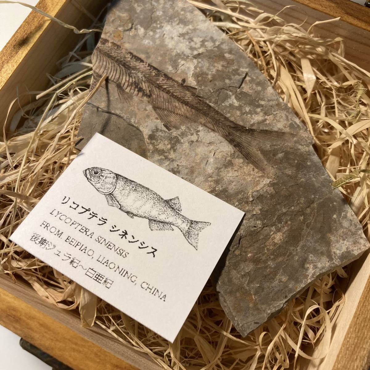 【本物】【木箱付き】リコプテラ シネンシス　魚化石_画像1