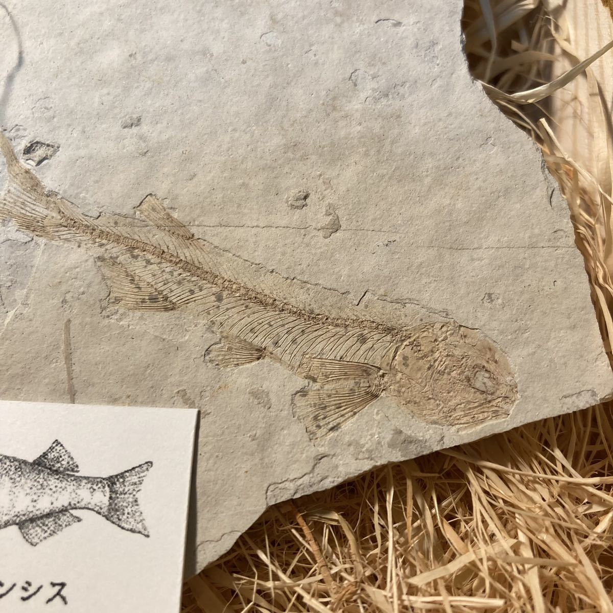 【本物】【木箱付き】リコプテラ シネンシス　魚化石_画像3