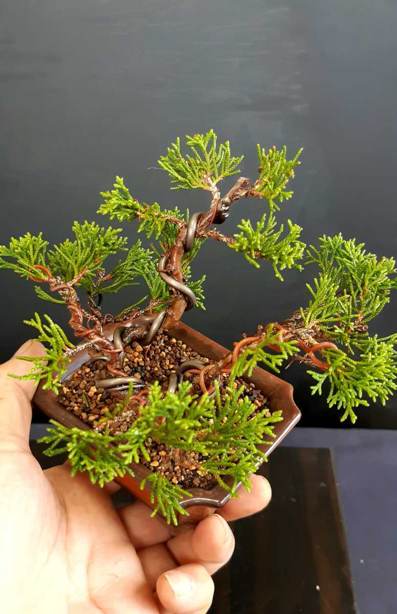 都内で 真柏盆栽 天神 最終値引き 植物/観葉植物 - ellasearle.com.au
