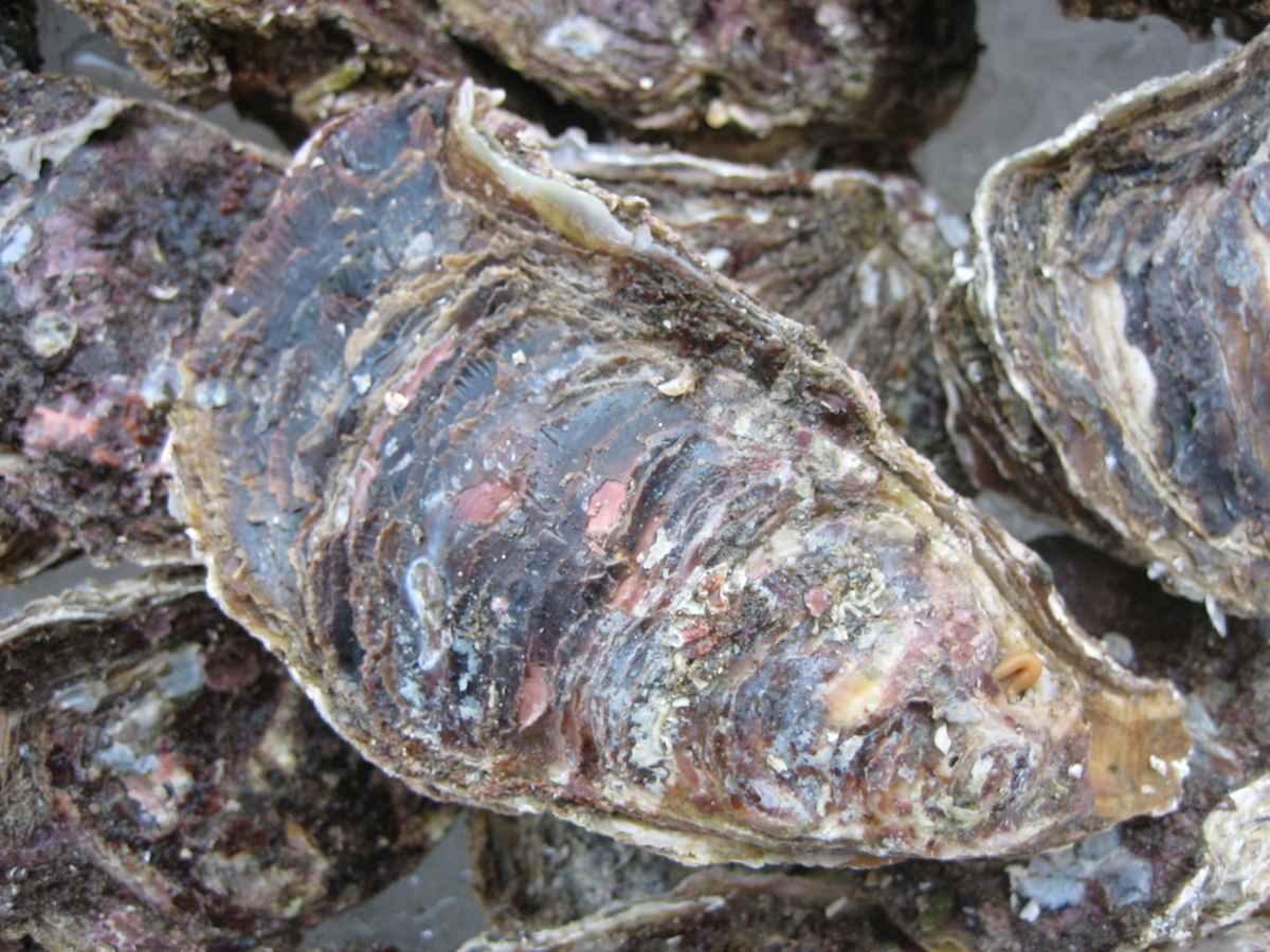 2)生食用「天然、岩牡蠣L-３kg」-10個以内で3kg-活きたままお届けします!!_画像5