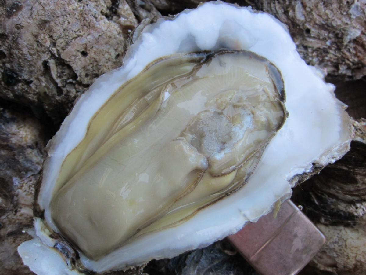 25)生食用「岩牡蠣 LL-天然物」特大サイズ、活きたままお届けします!!_画像9
