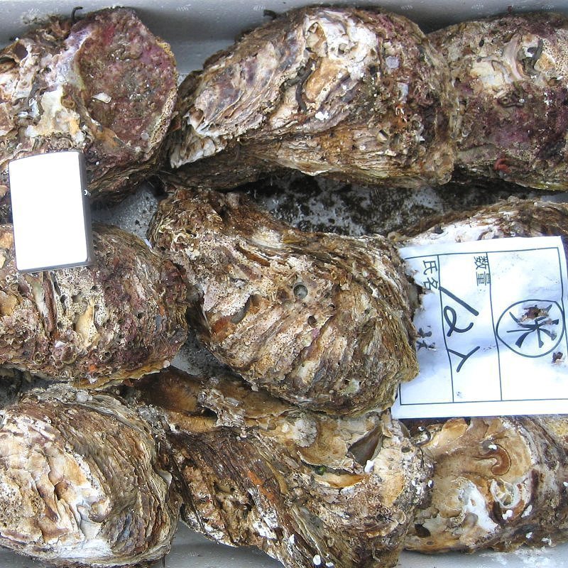 生食用「岩牡蠣LL-2kg」-超特大7個以内で2kg-活きたままお届けします!!_画像4
