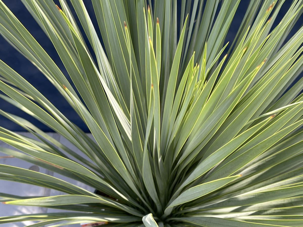 国内栽培　厳選　ユッカ ロストラータ　Yucca rostrata No.1 黄色印_画像5