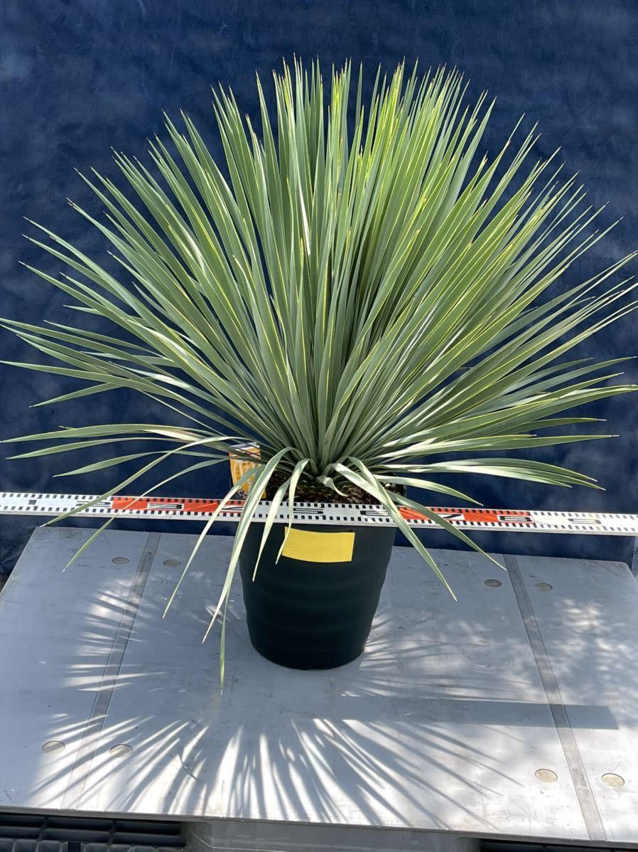 国内栽培　厳選　ユッカ ロストラータ　Yucca rostrata No.1 黄色印_画像2