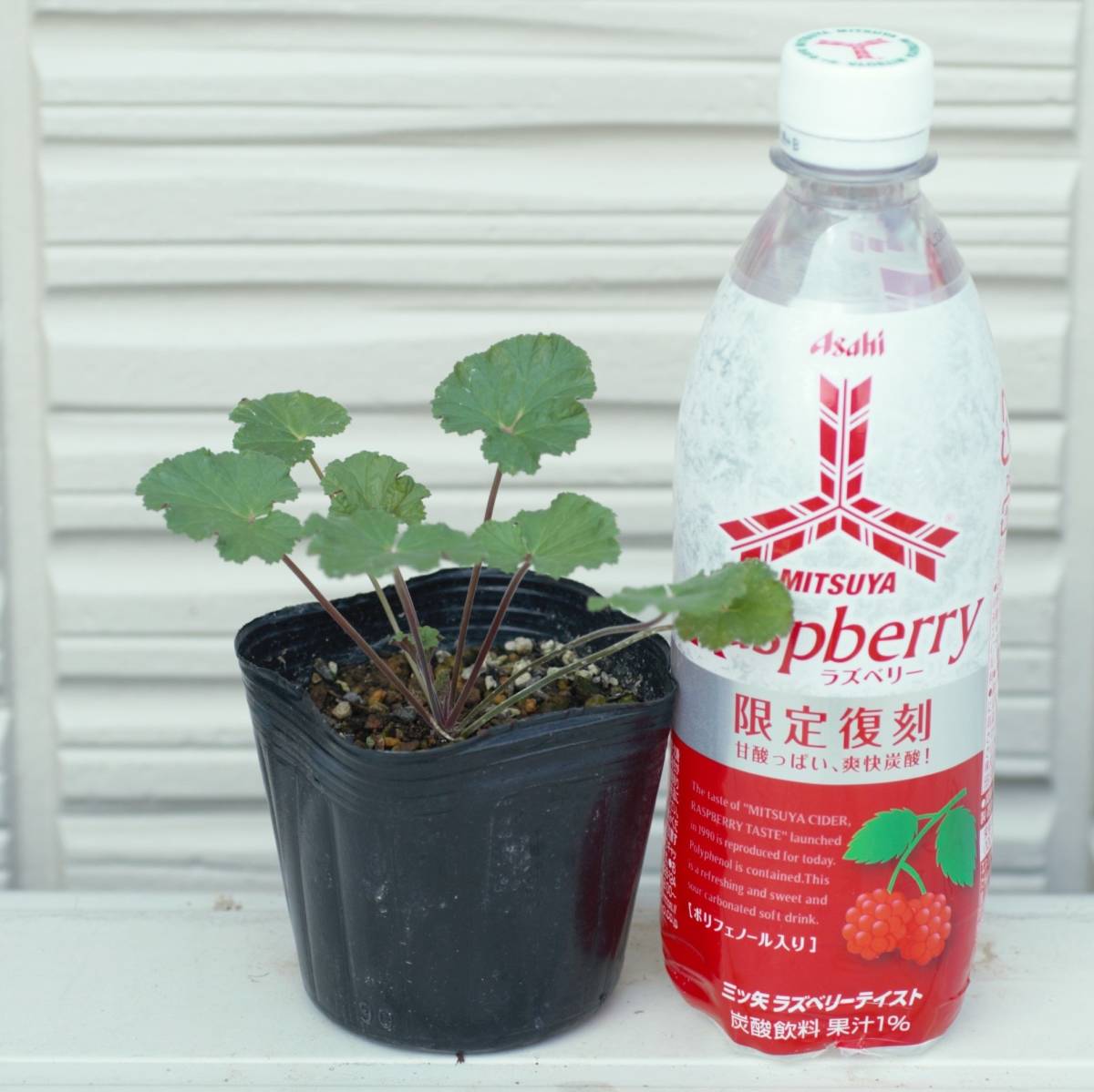 数量限定 特売 ペラルゴニウム オーストラーレ 宿根草 山野草 Fkip Upy Ac Id 数量限定 特売 ペラルゴニウム オーストラーレ 宿根草 山野草 Fkip Upy Ac Id
