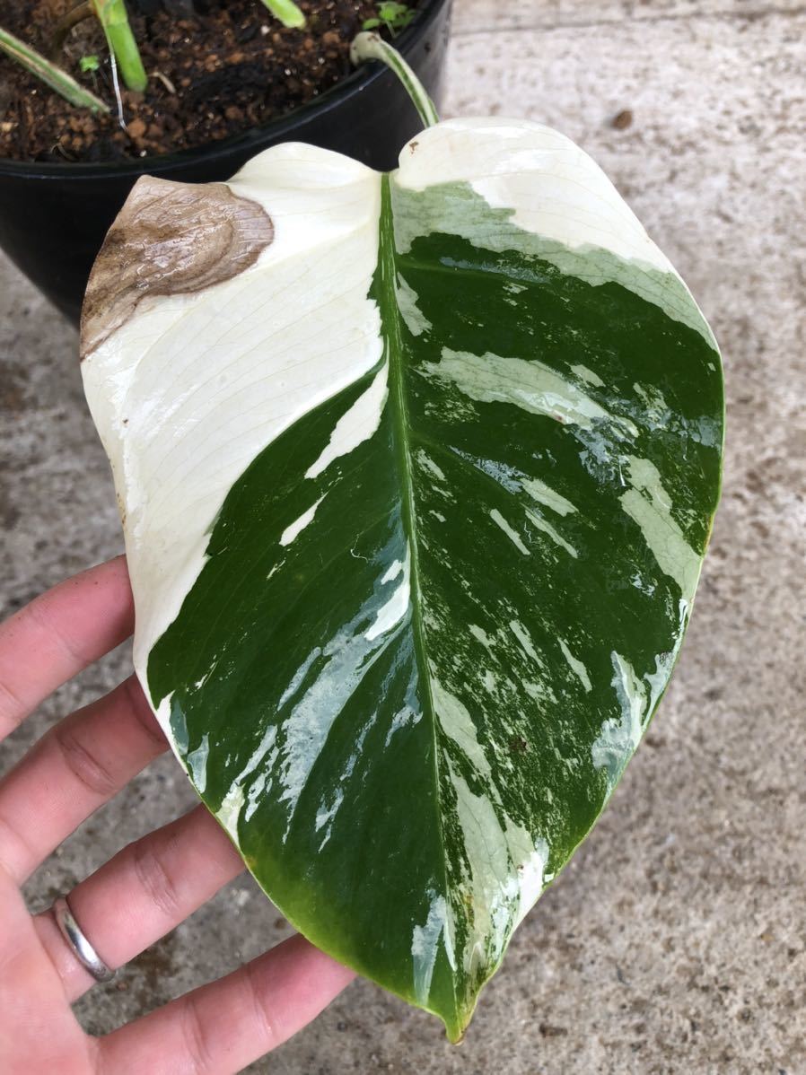 希少・4株植え】モンステラ ボルシギアナ 斑入り - brandsynariourdu.com 希少・4株植え】モンステラ ボルシギアナ 斑入り - brandsynariourdu.com
