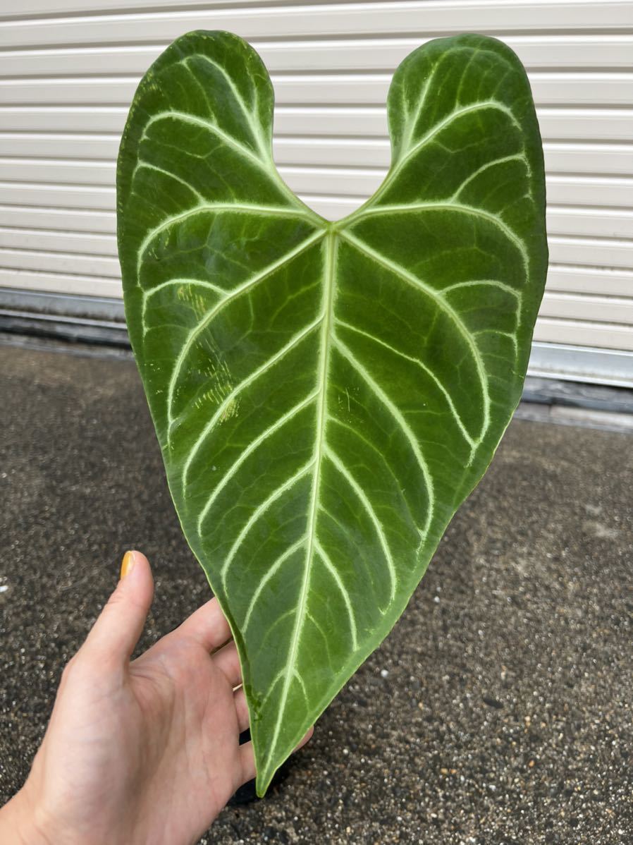 vandaka】Anthurium regale アンスリウム レガレ ペルー便