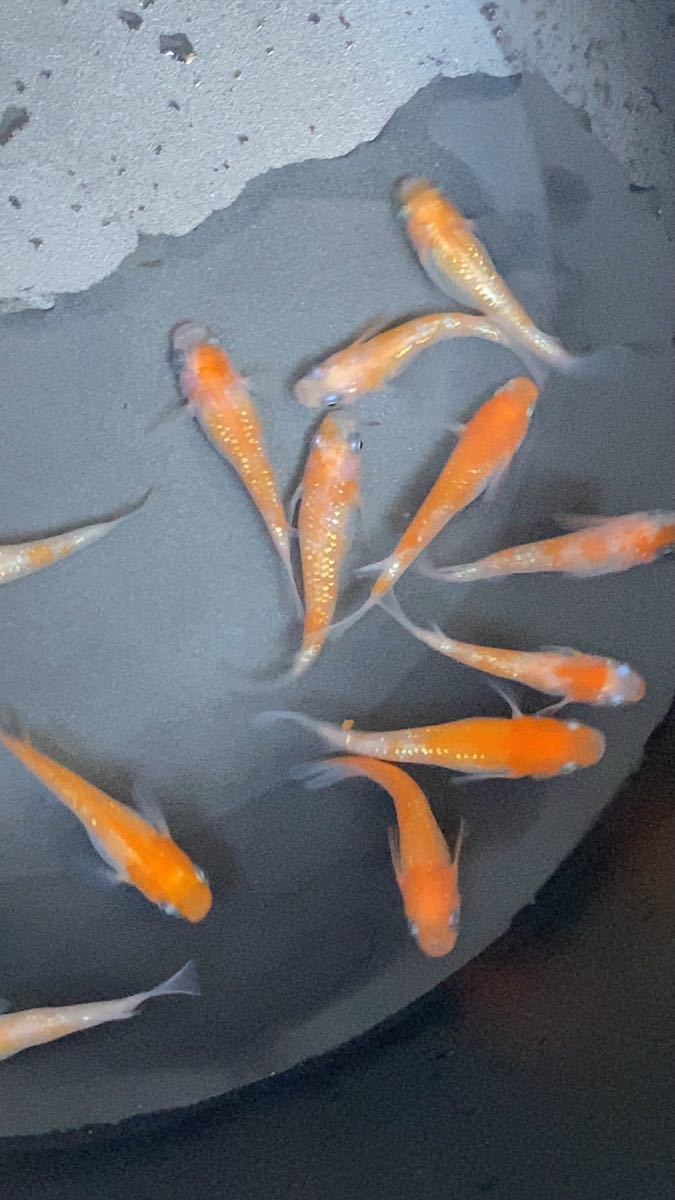 紅白ラメメダカの有精卵 30個+α メダカ 卵