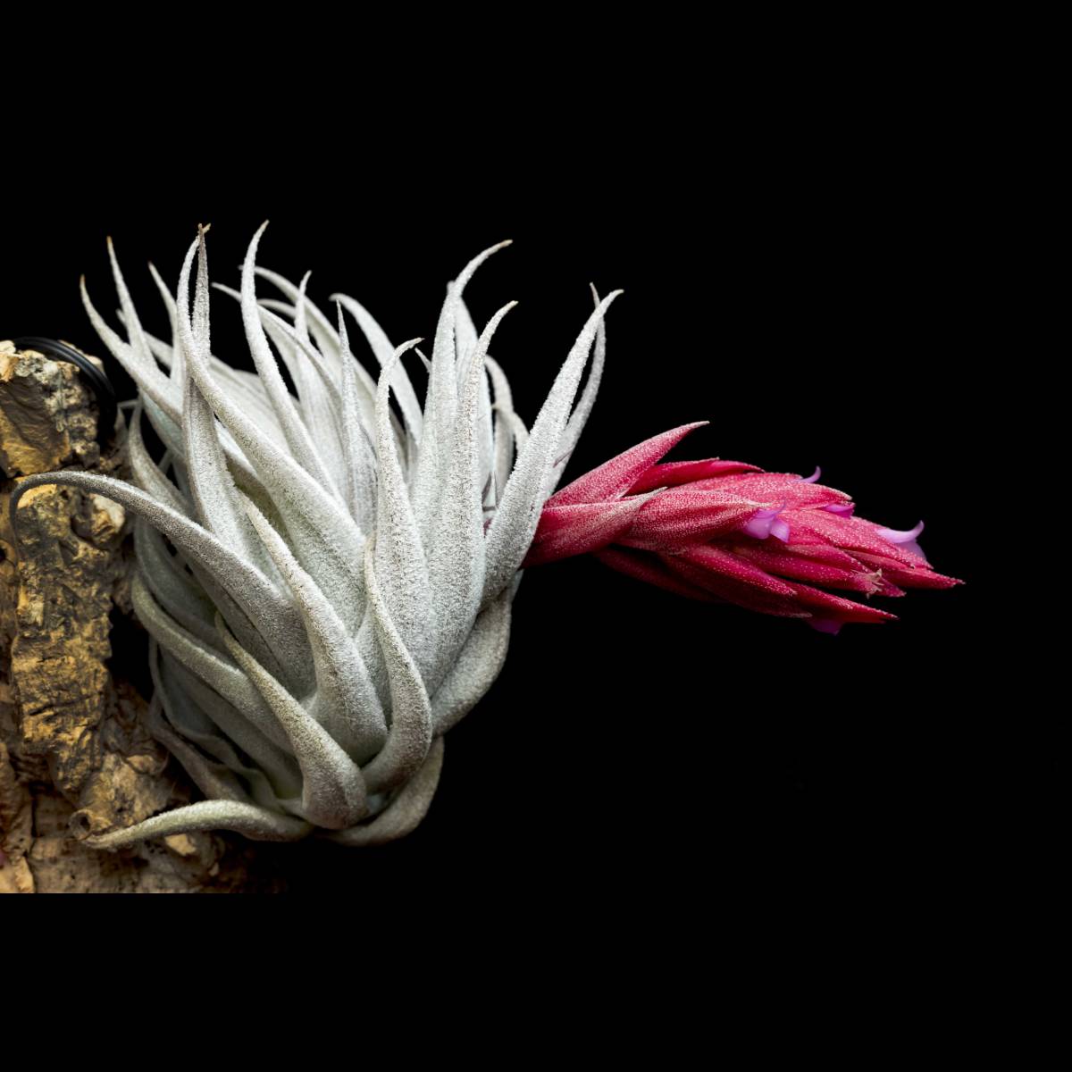 Yahoo!オークション - Grex sibling of Tillandsia 'Lavender Yahoo!オークション - Grex sibling of Tillandsia 'Lavender