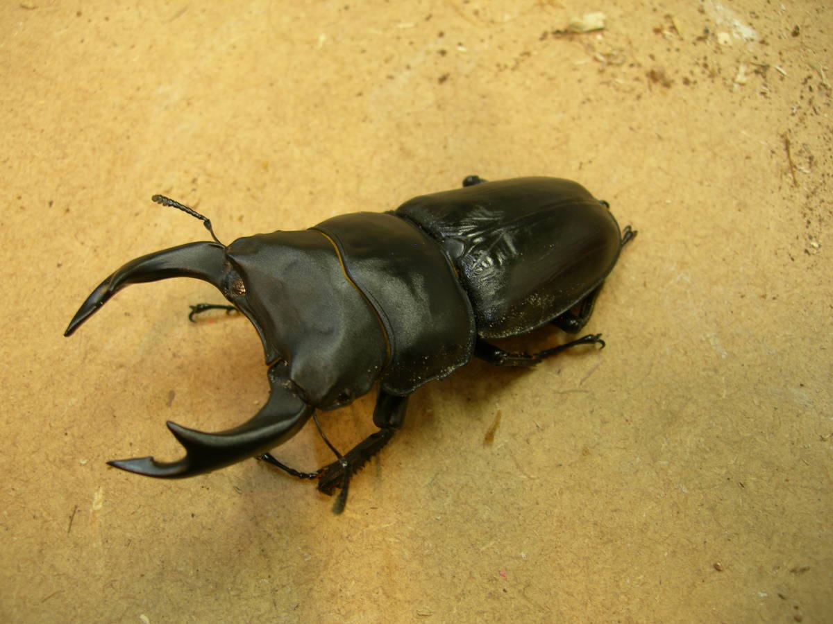 86ミリ 能勢SR血統 オオクワガタ成虫オス 1501 chateauduroi.co