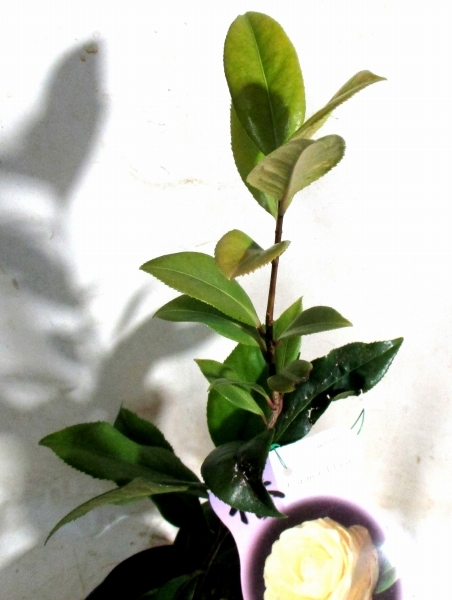 * rare yellow flower .(...)[ hook ..] pot seedling * with translation price cut *