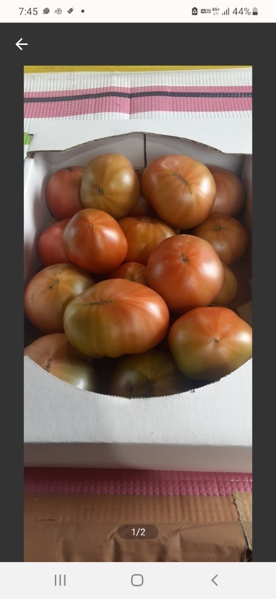 70%以上節約 tomatoさま専用 tdh-latinoamerica.de