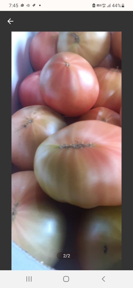 tomato様専用品 equaljustice.wy.gov